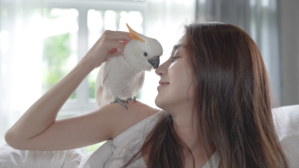 Cockatoo interacting with pet parent