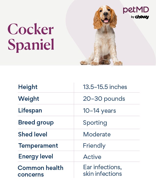 Cocker Spaniel Dog Breed Health and Care PetMD