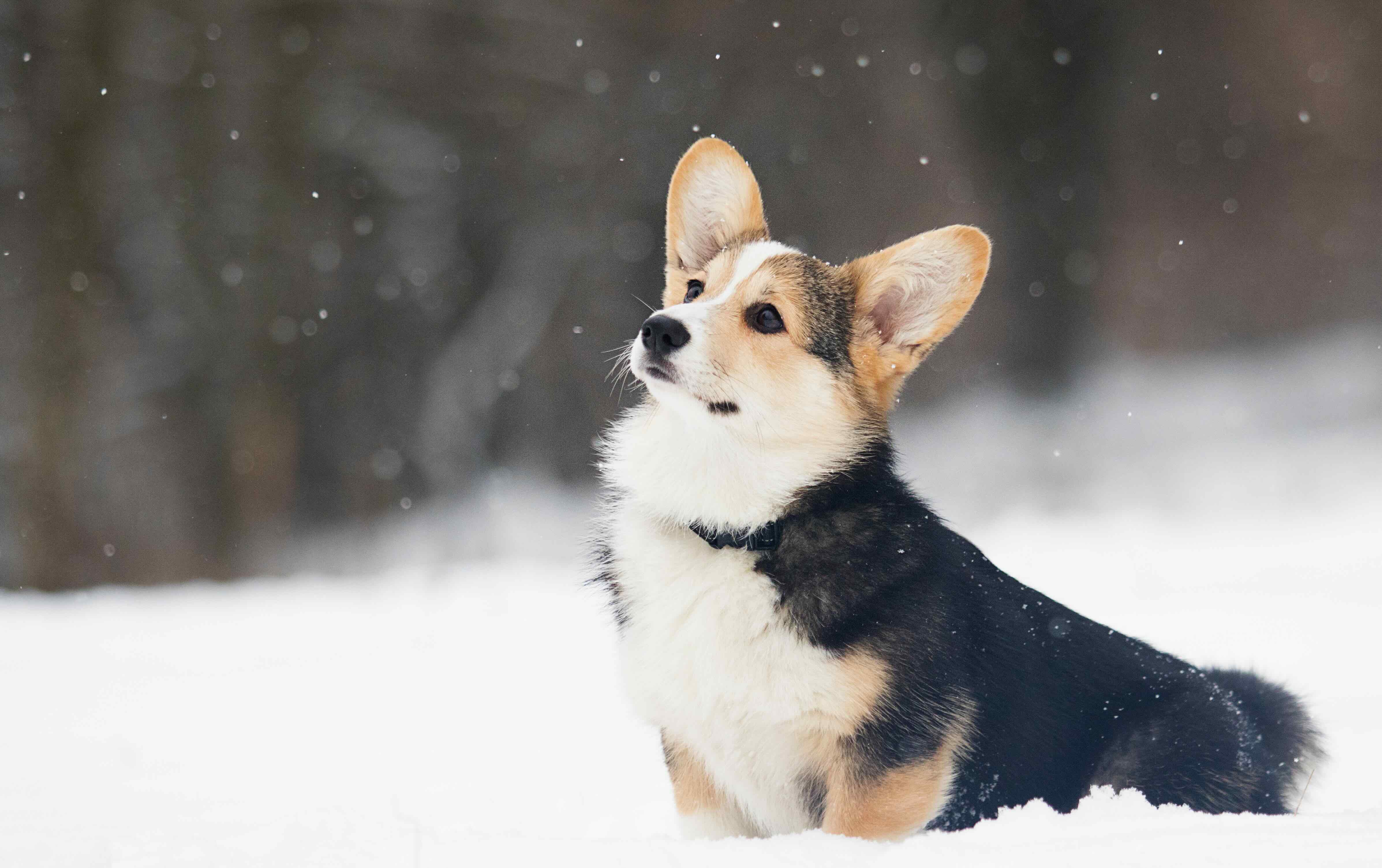 black corgi sitting in snow