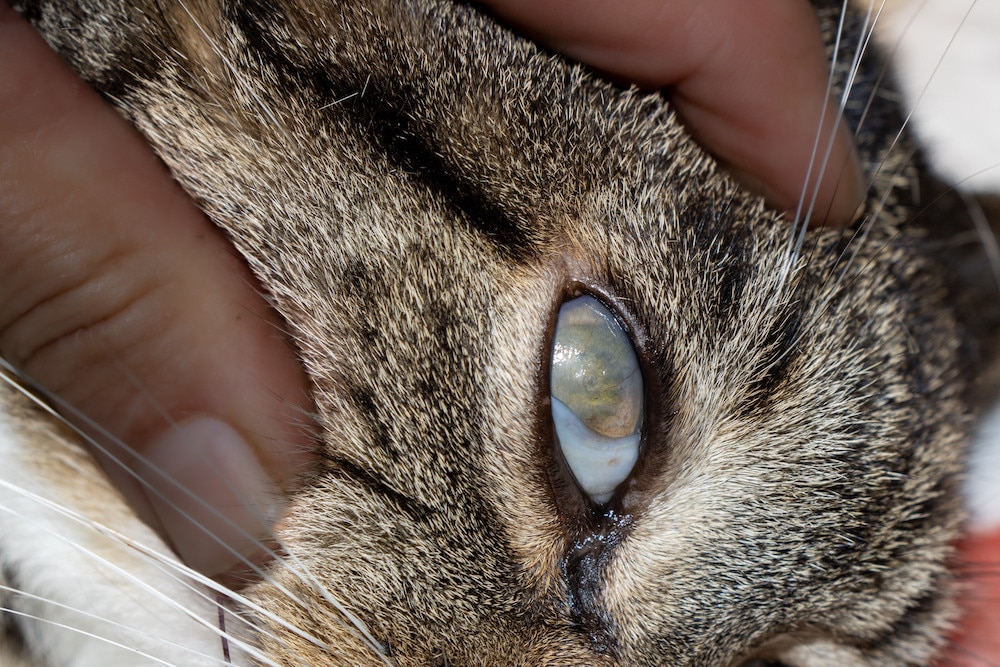 corneal ulcer on a cat's eye