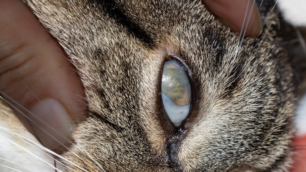 corneal ulcer on a cat's eye
