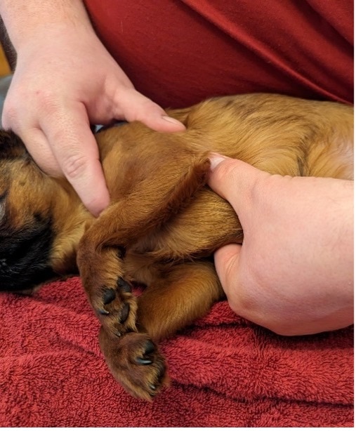 one hand method for dog cpr on very small dogs
