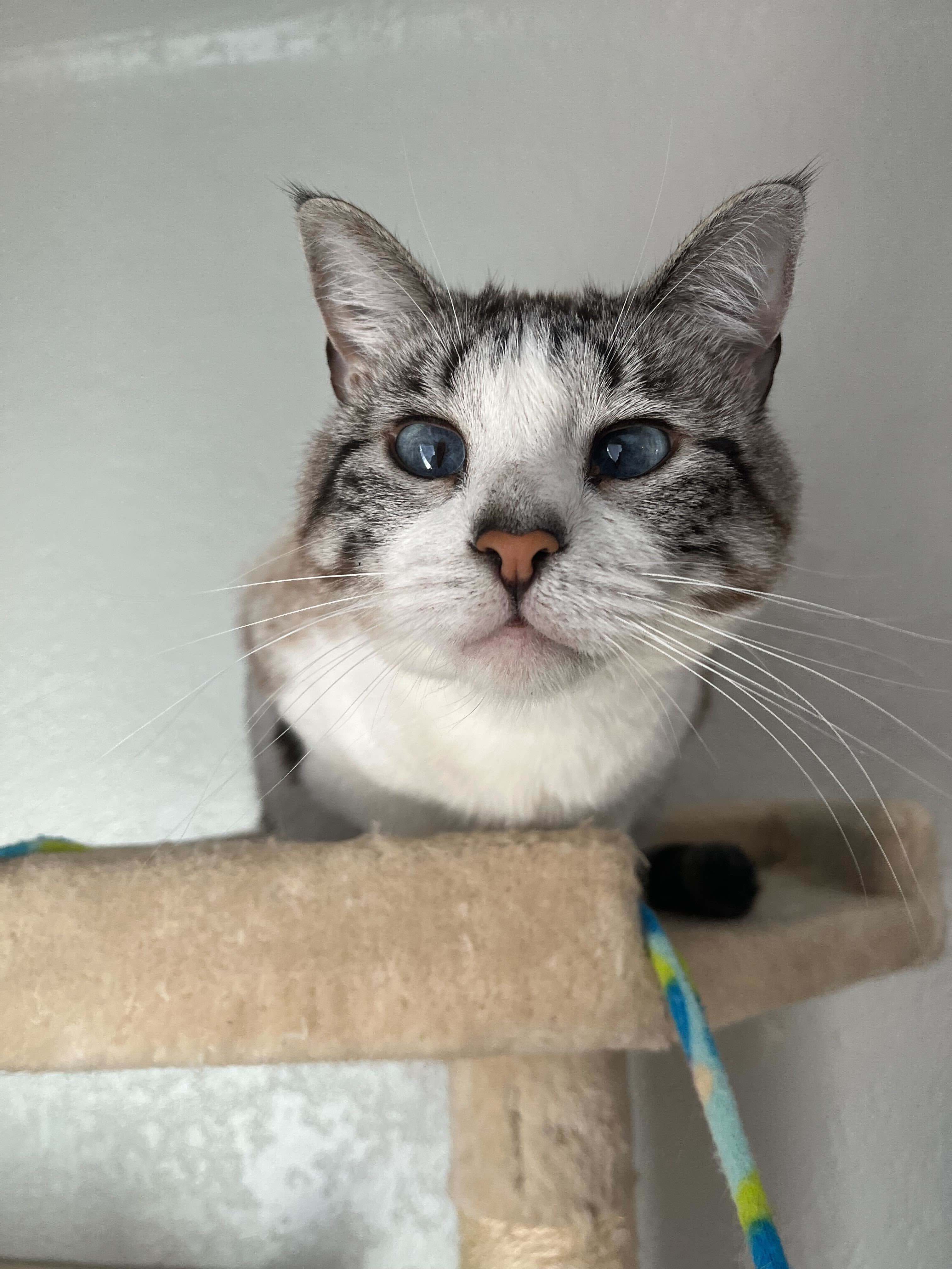 gray and white lynx point cat with crossed blue eyes