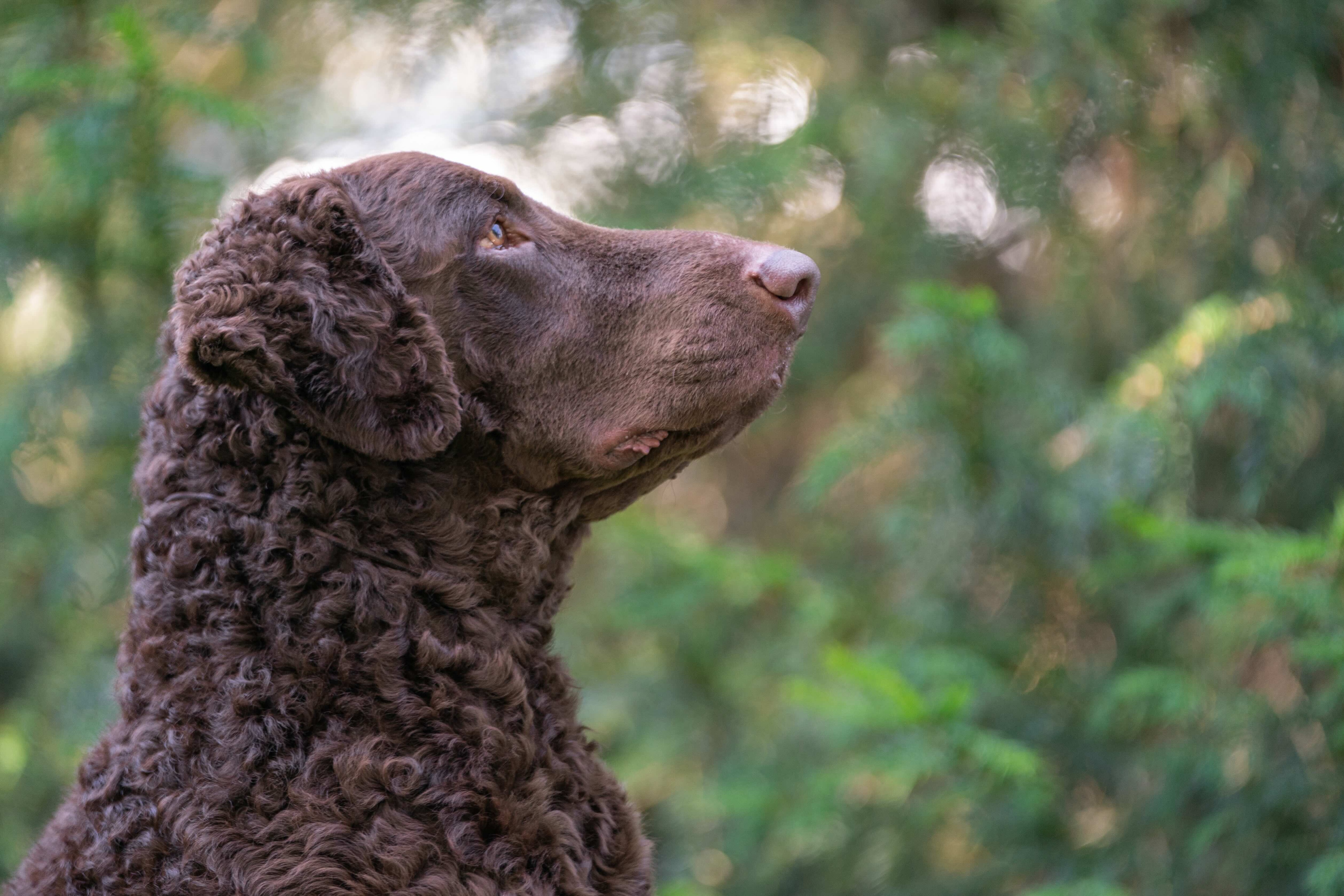 portrait of a brown curly-coated retriever's head