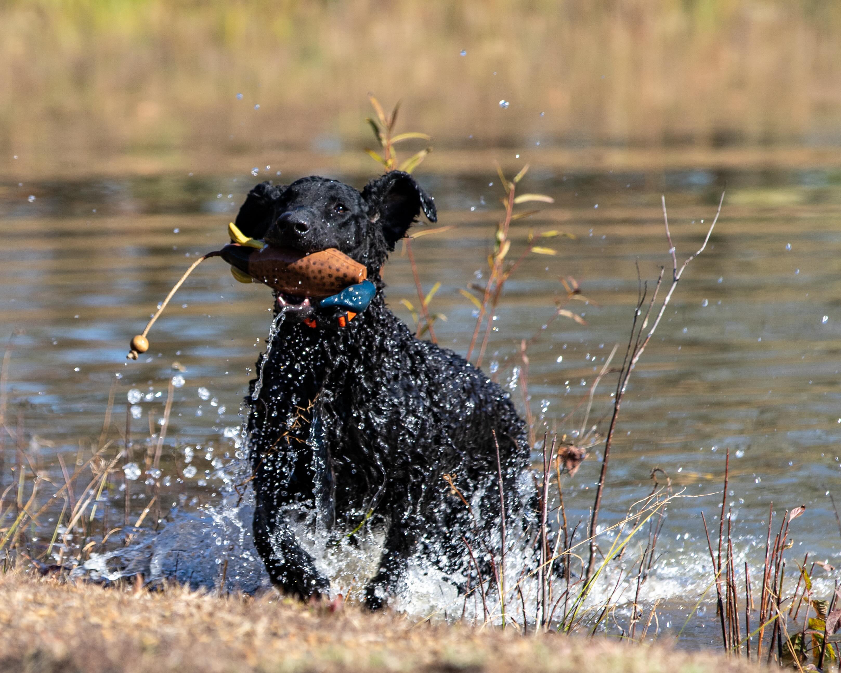 black curly-coated retriever running through water with a hunting toy in his mouth