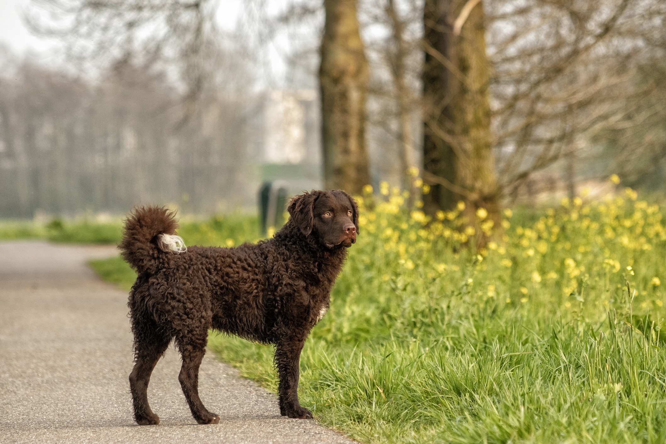 brown curly-coated retriever standing on a walking path