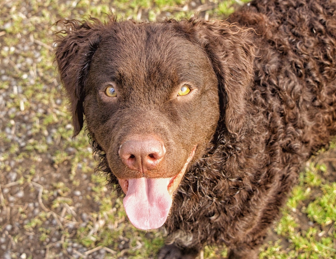 brown curly-coated retriever looking up at the camera and smiling