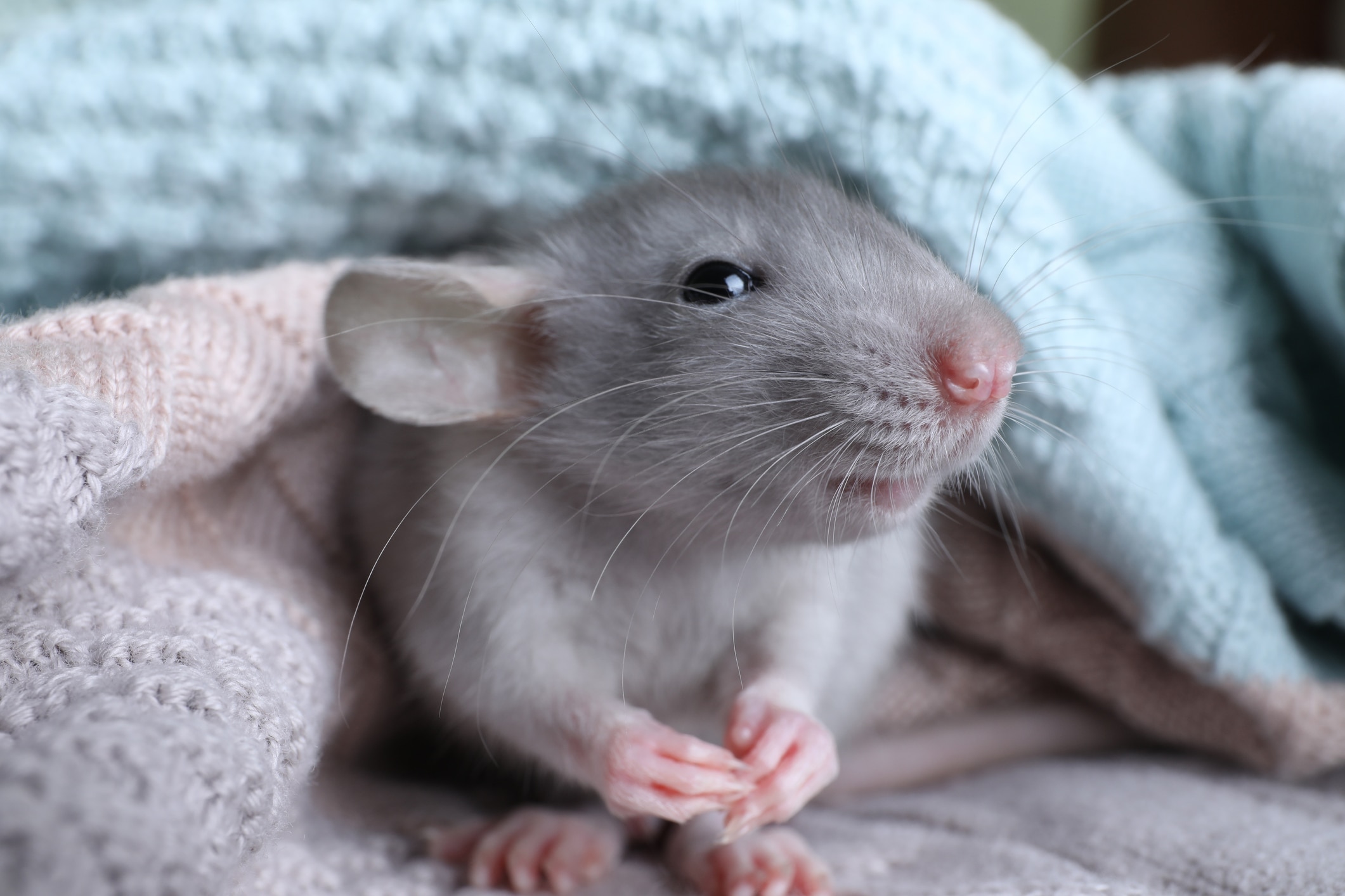 Pet rat with dumbo ears