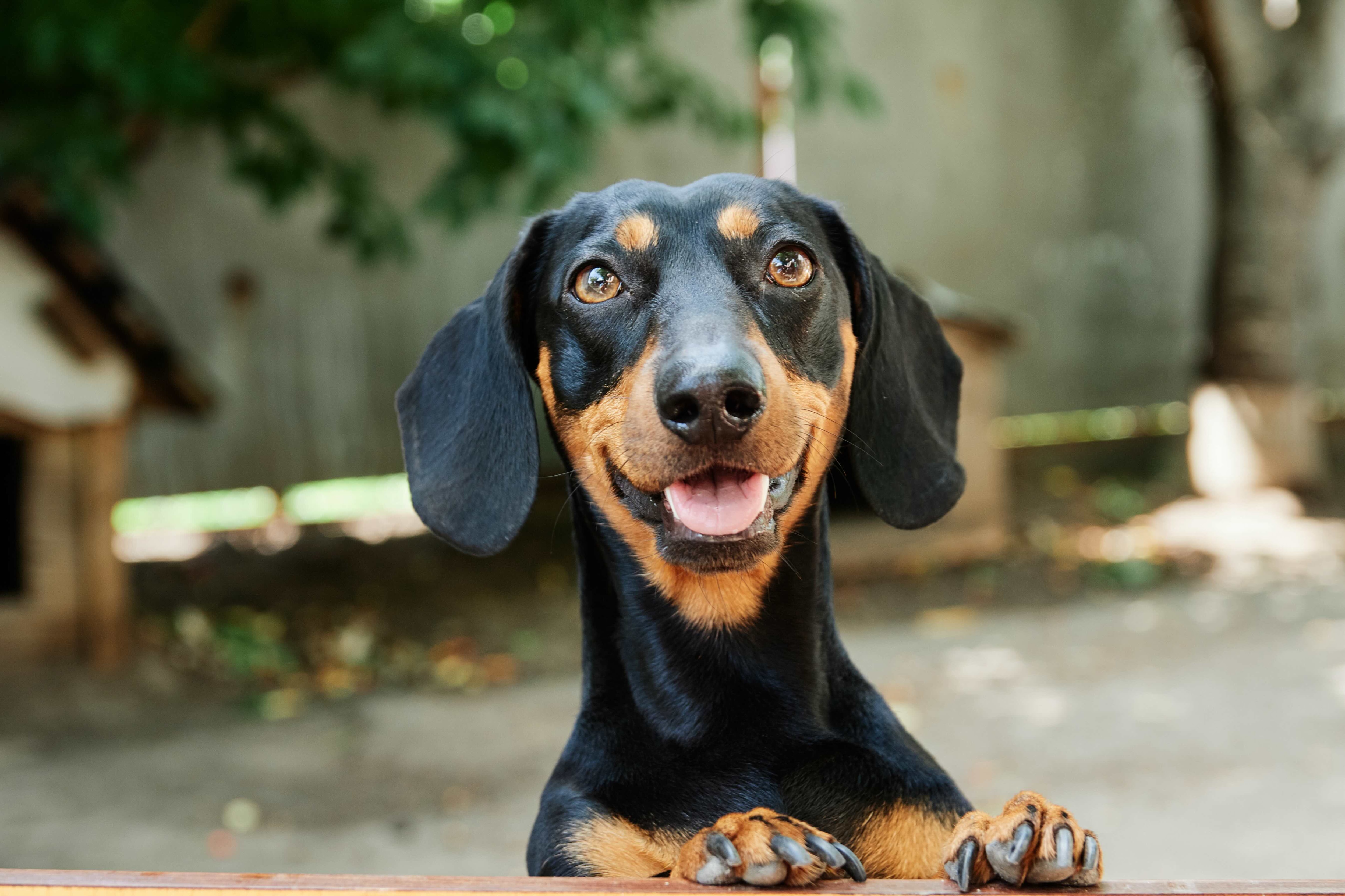 Retailer tan sausage dog