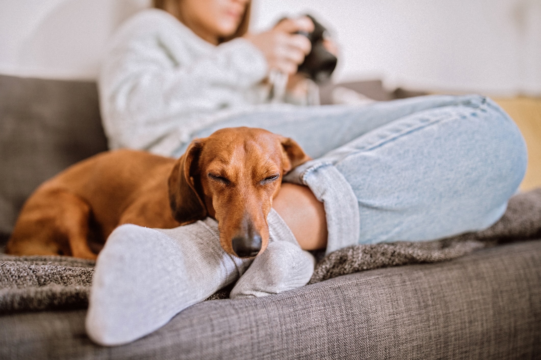 brown smooth dachshund sleeping on a pet parent's feet