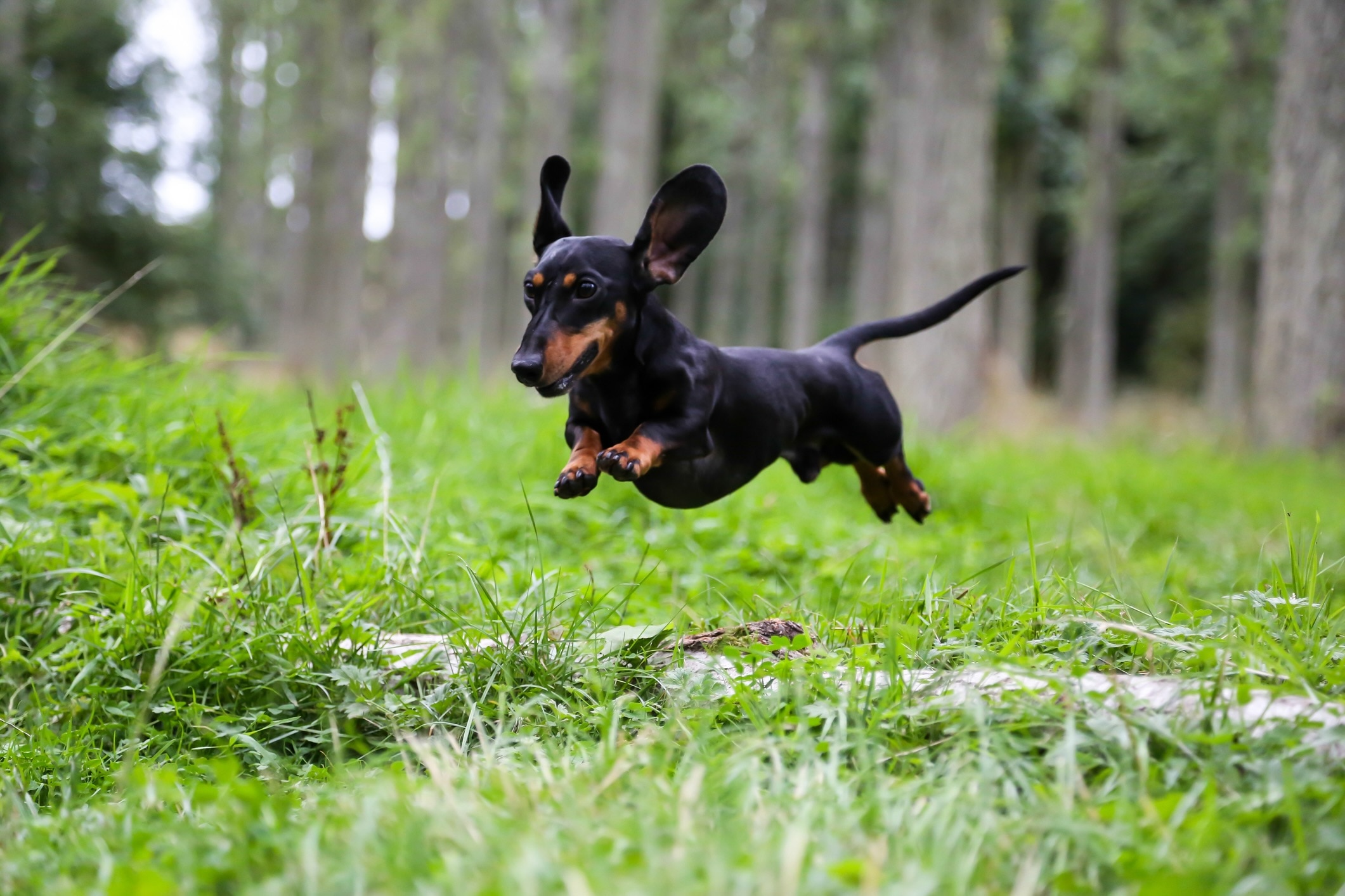 black and brown dachshund dog running through a wooded area