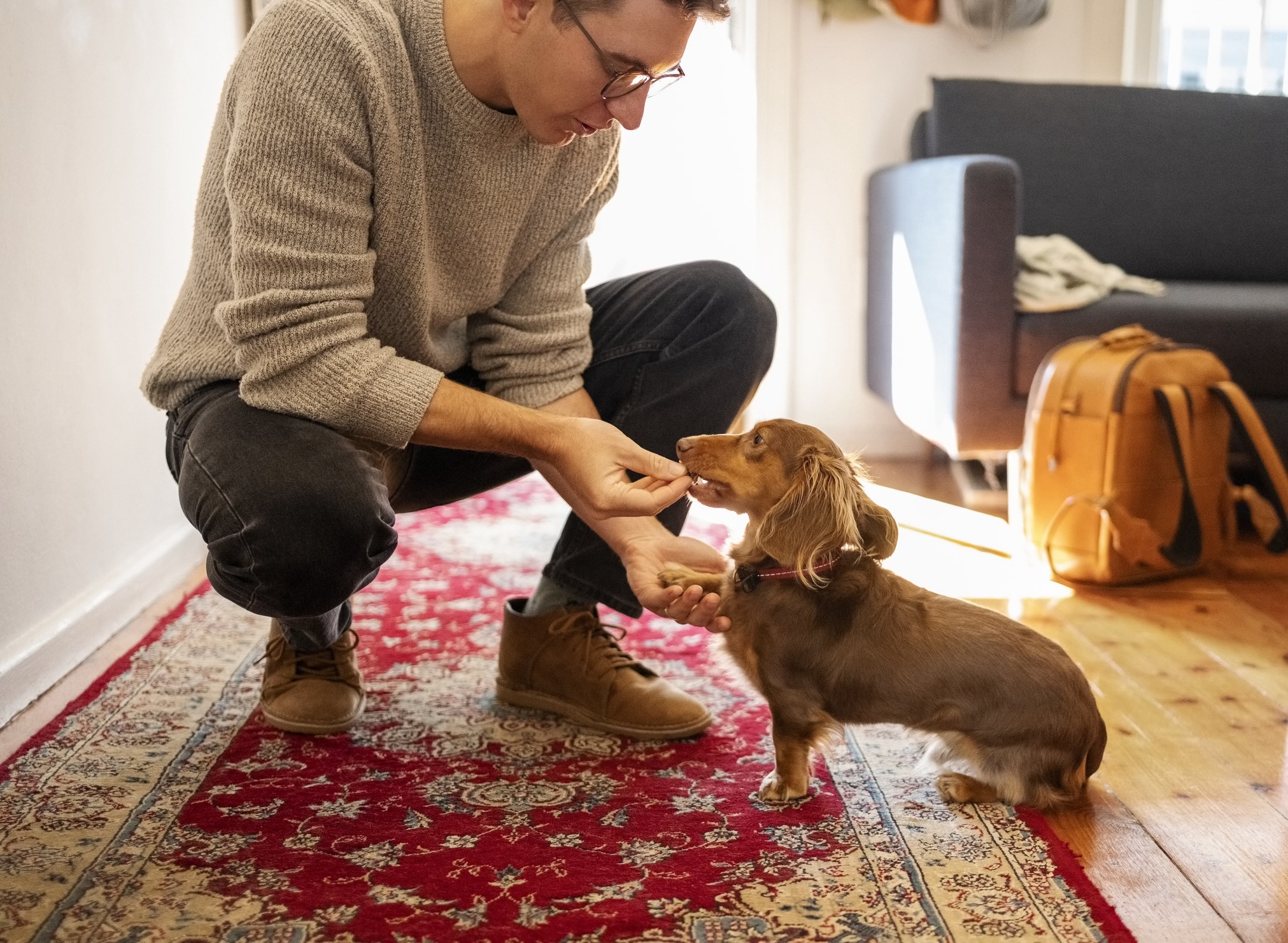 man feeding a longhaired brown dachshund a treat