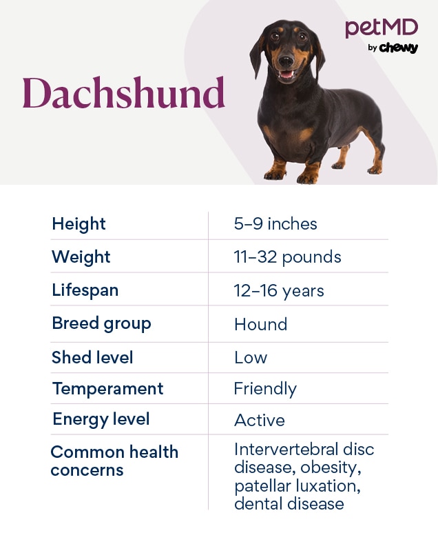 chart depicting a dachshund dog's breed characteristics