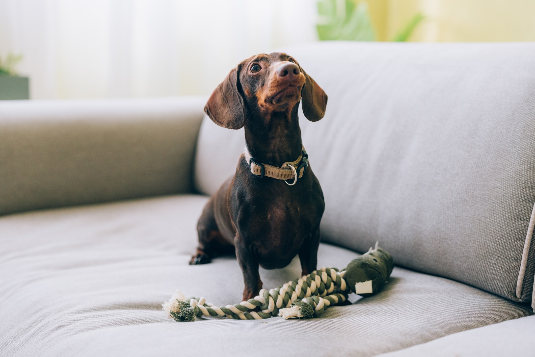 a dachshund sitting on a couch with a tug rope toy