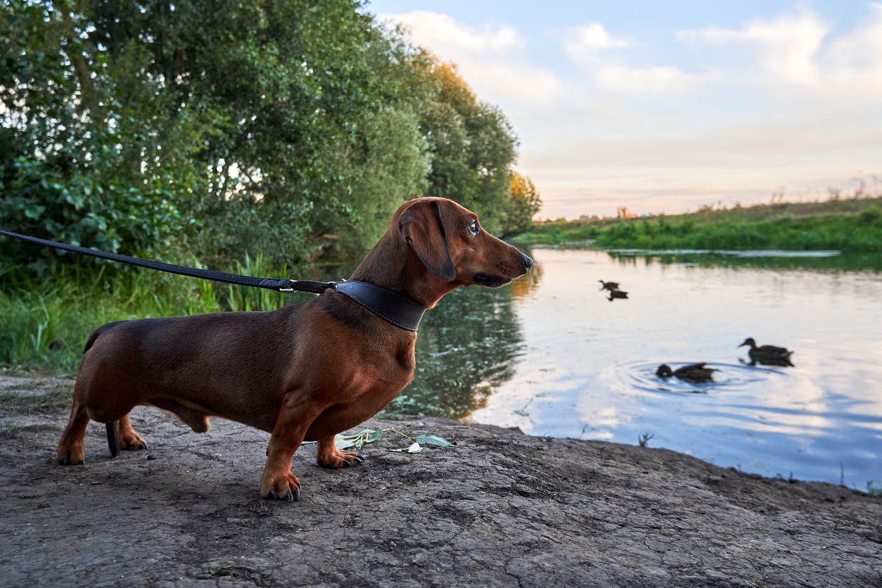 brown dachshund dog looking at ducks in a pond