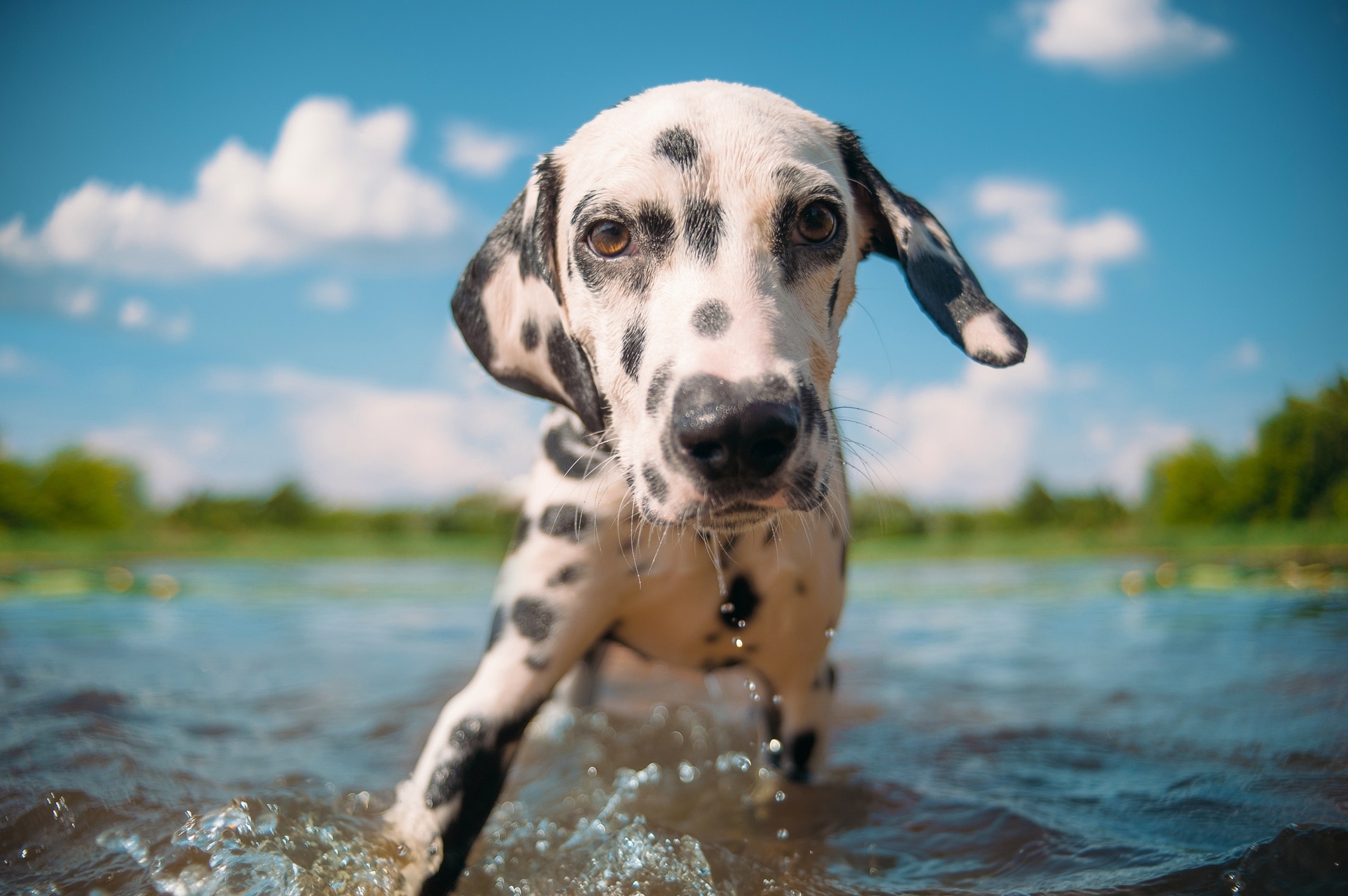 Dog sales breed dalmatian