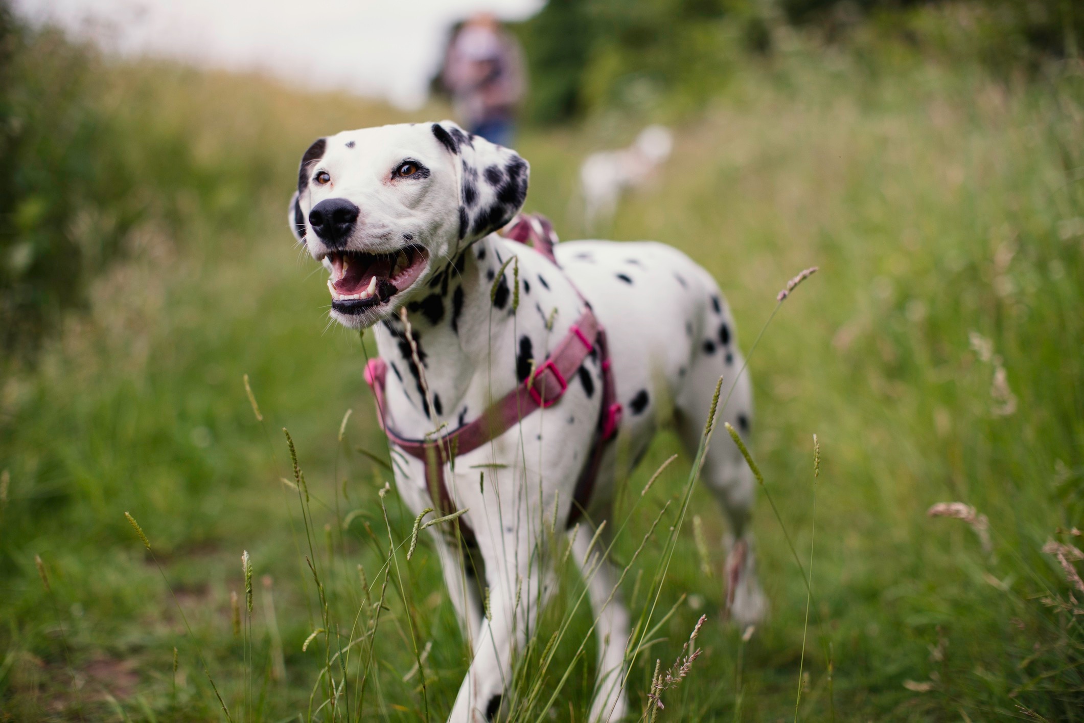 dalmatian marchant à travers un champ portant une harcèlement