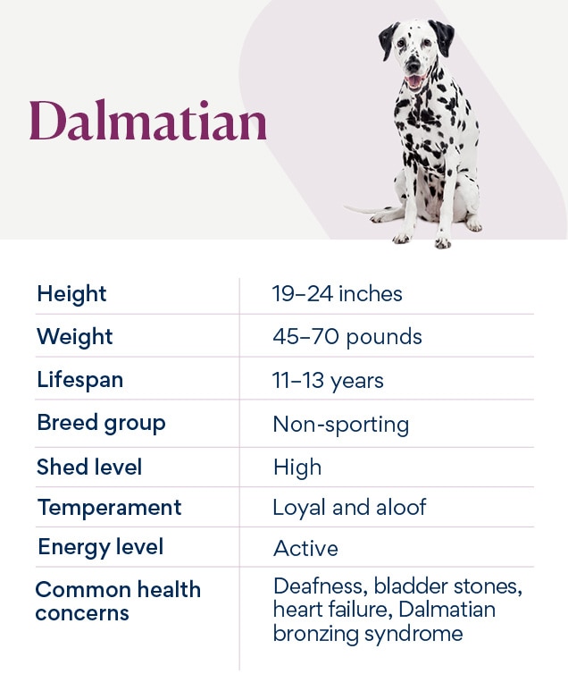 Dog best sale breed dalmatian