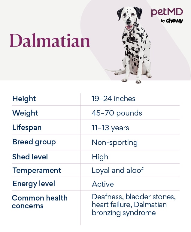 Orders dalmatian pet