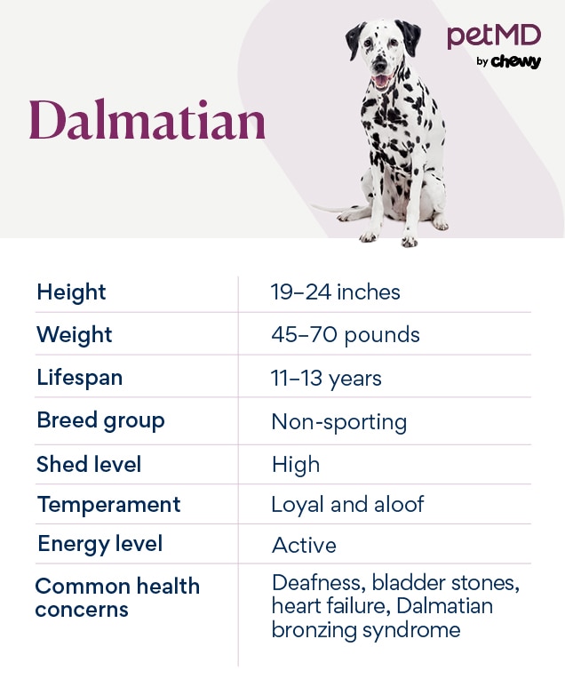 chart depicting dalmatian traits