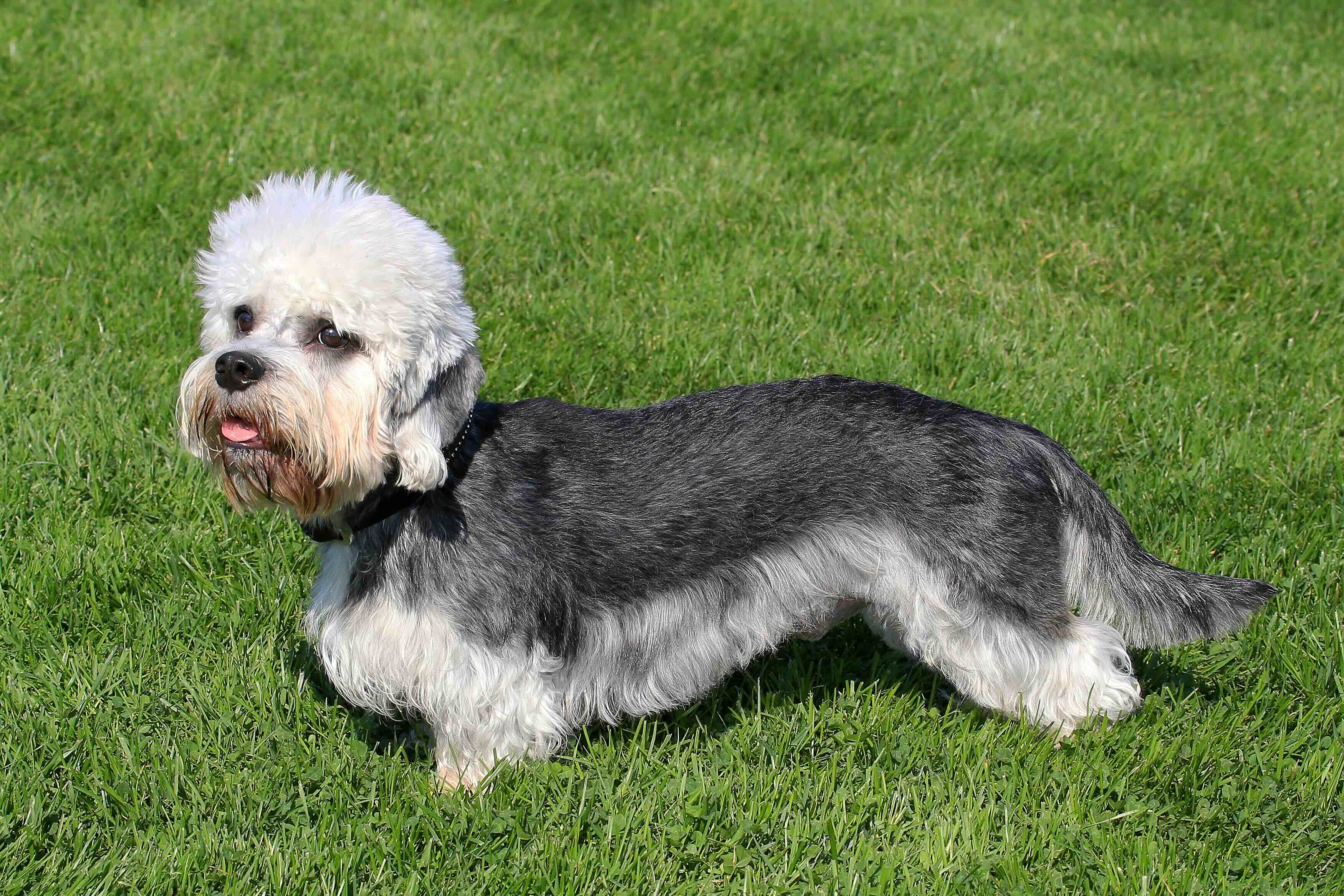 black and tan dandie dinmont terrier standing in grass