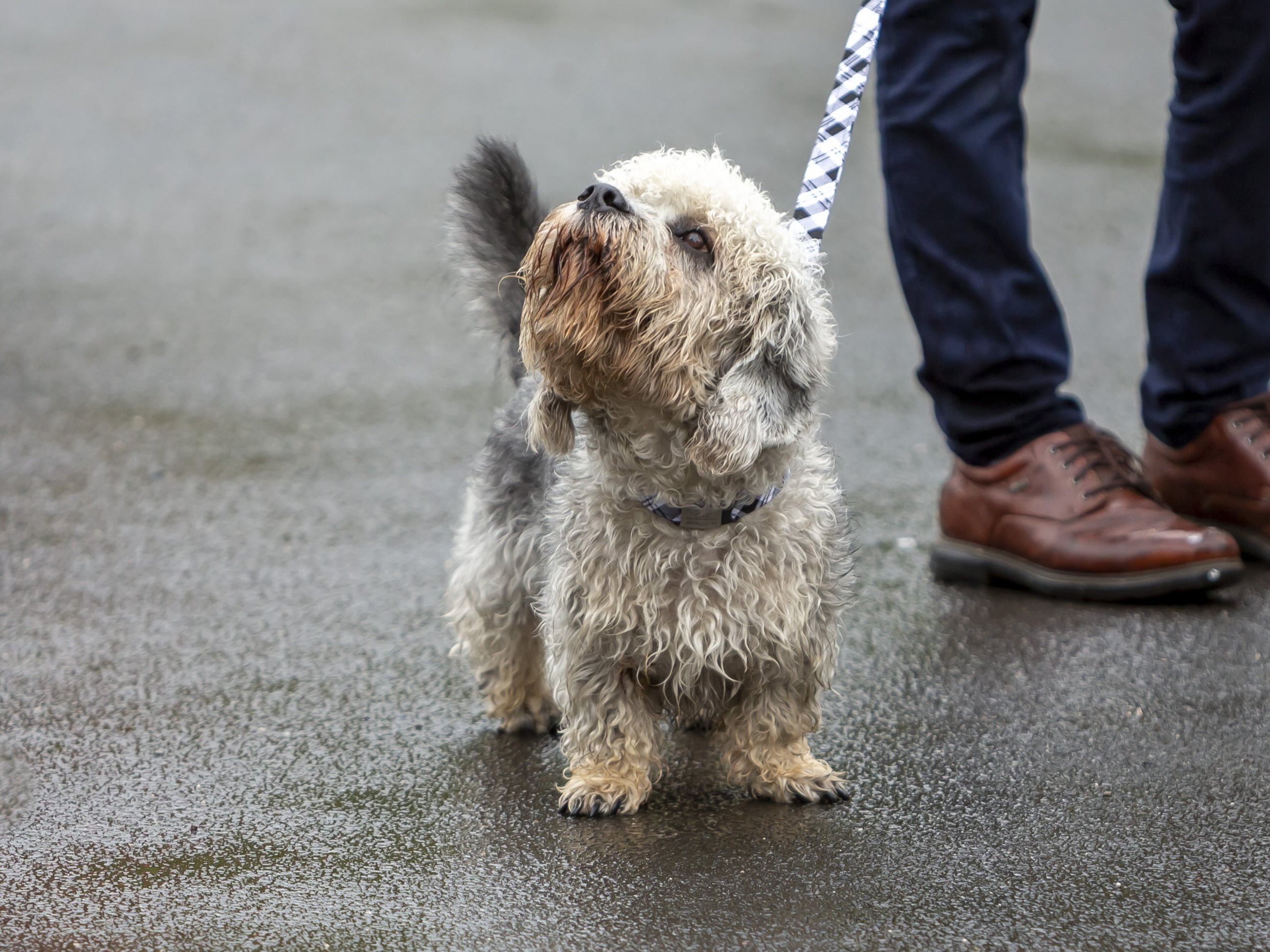 damp dandie dinmont terrier on a walk in the rain