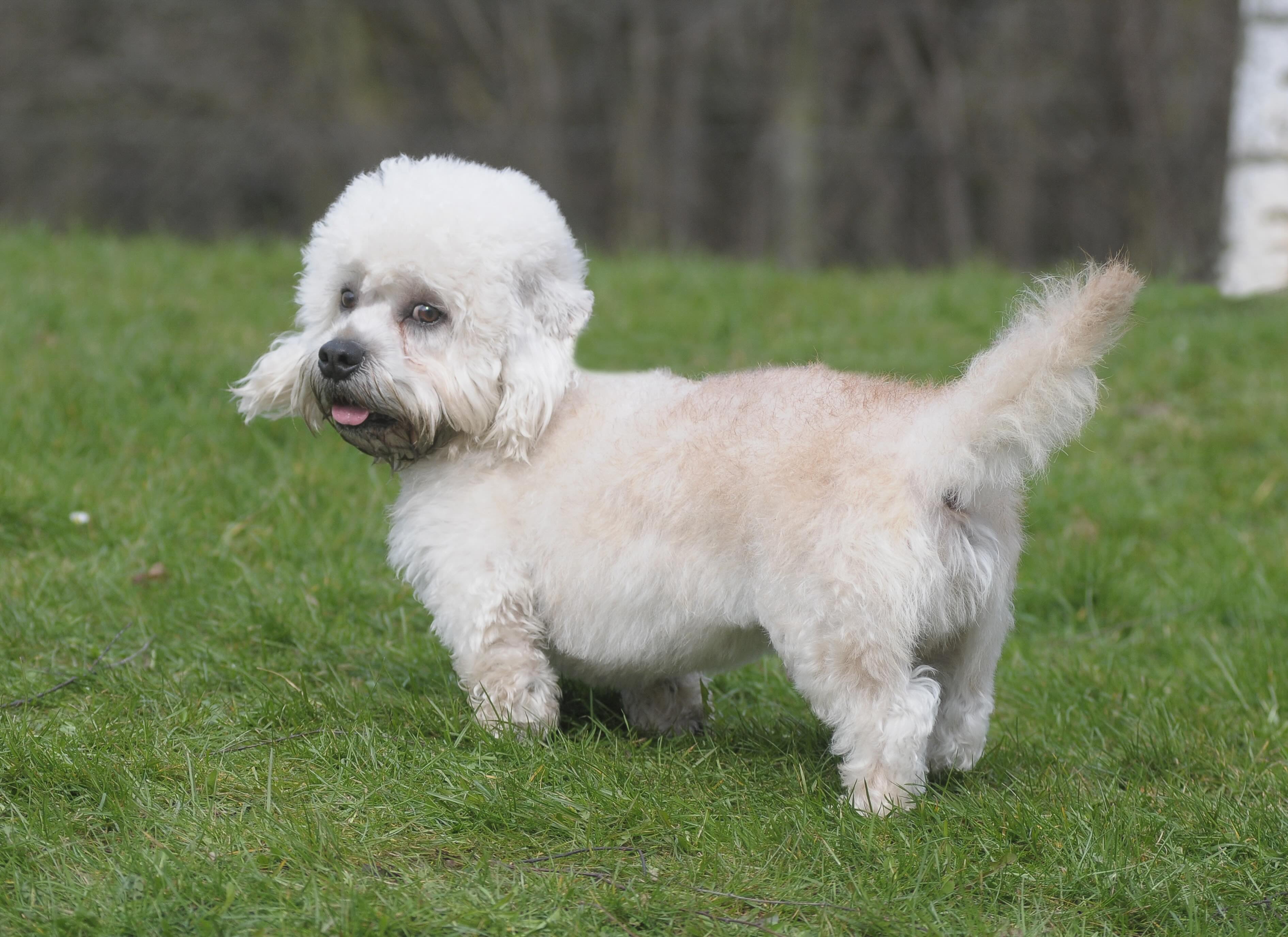 cream-colored dandie dinmont terrier standing in grass and looking back over his shoulder