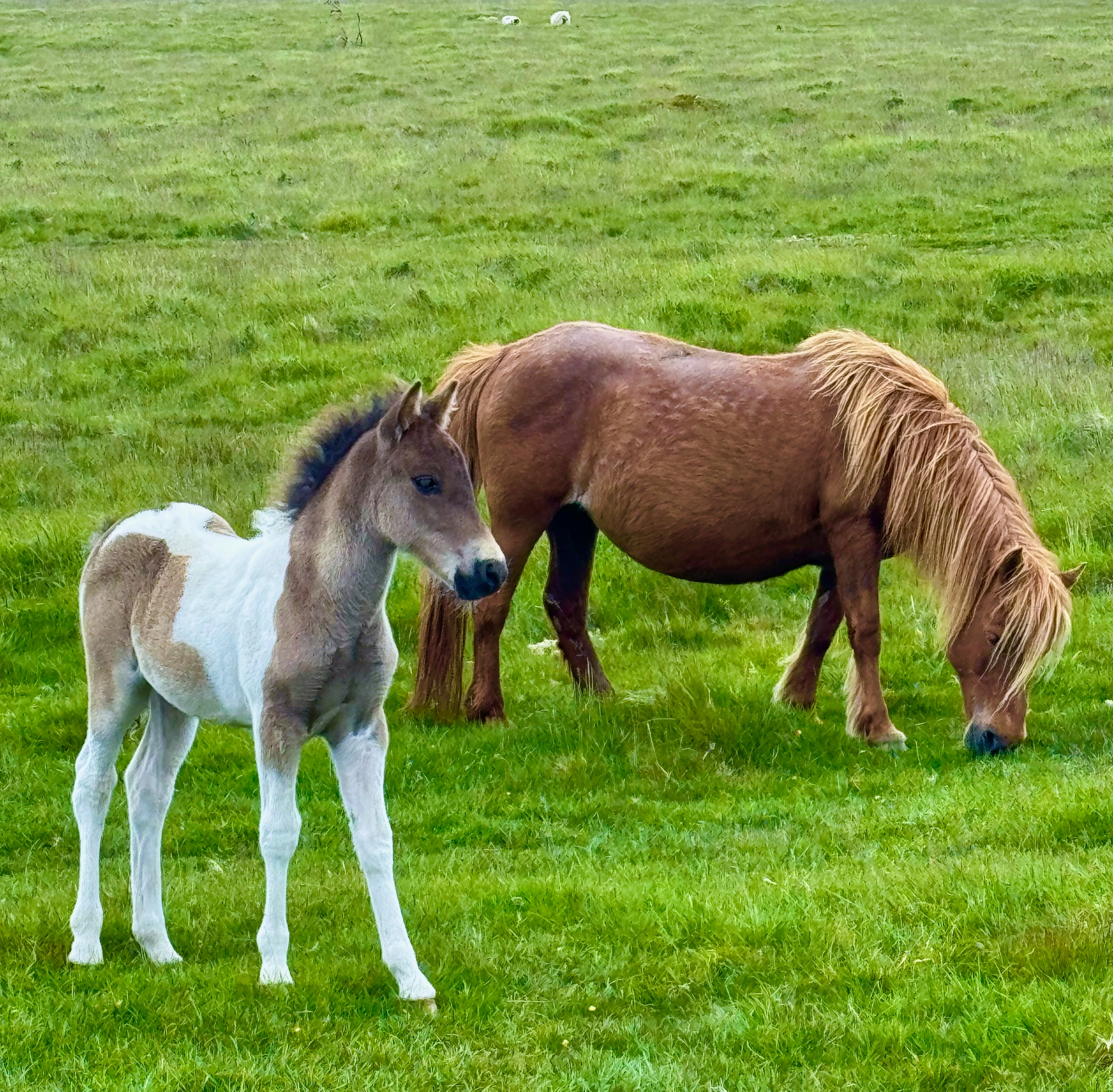 Dartmoor mare and foal