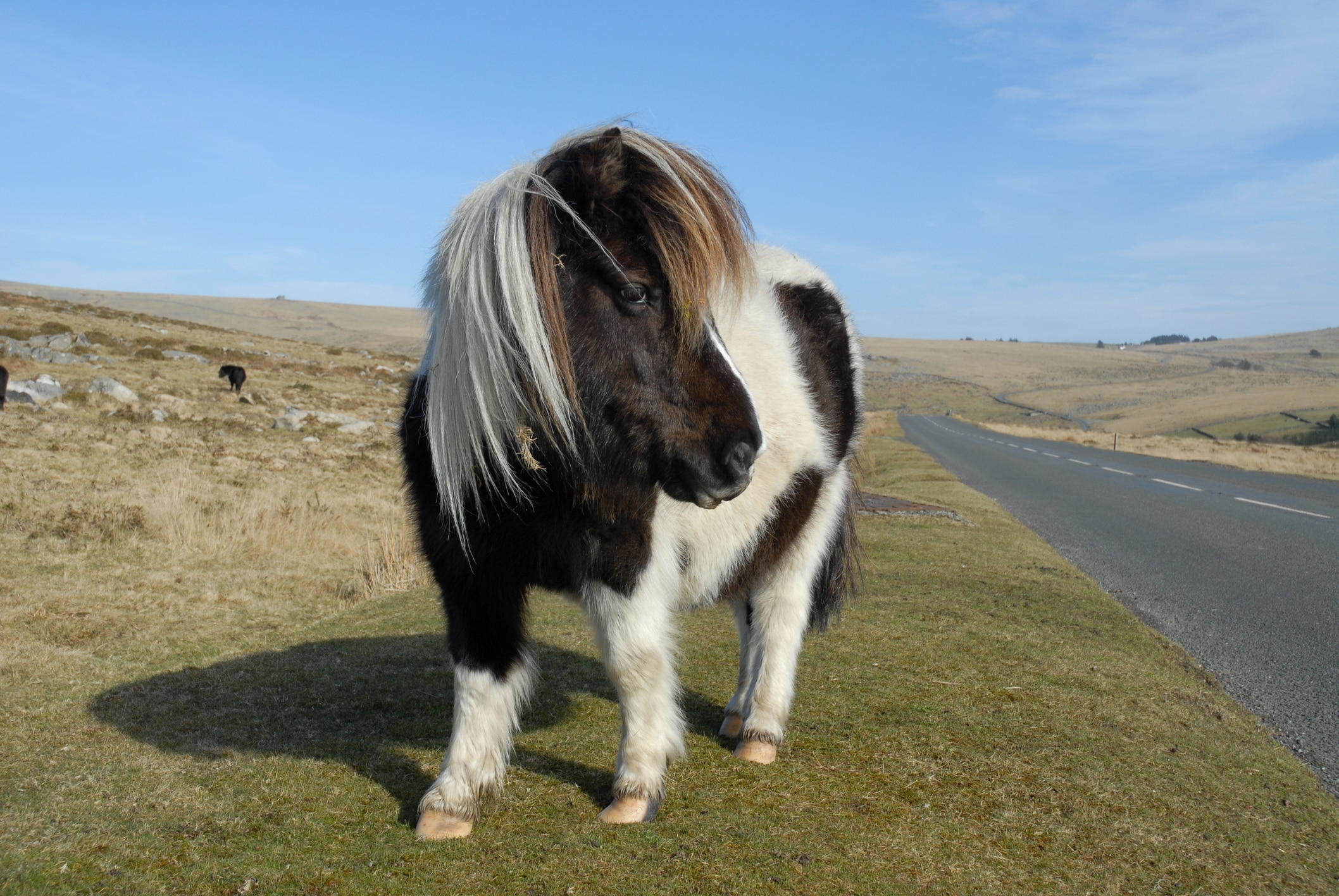 Paint dartmoor pony