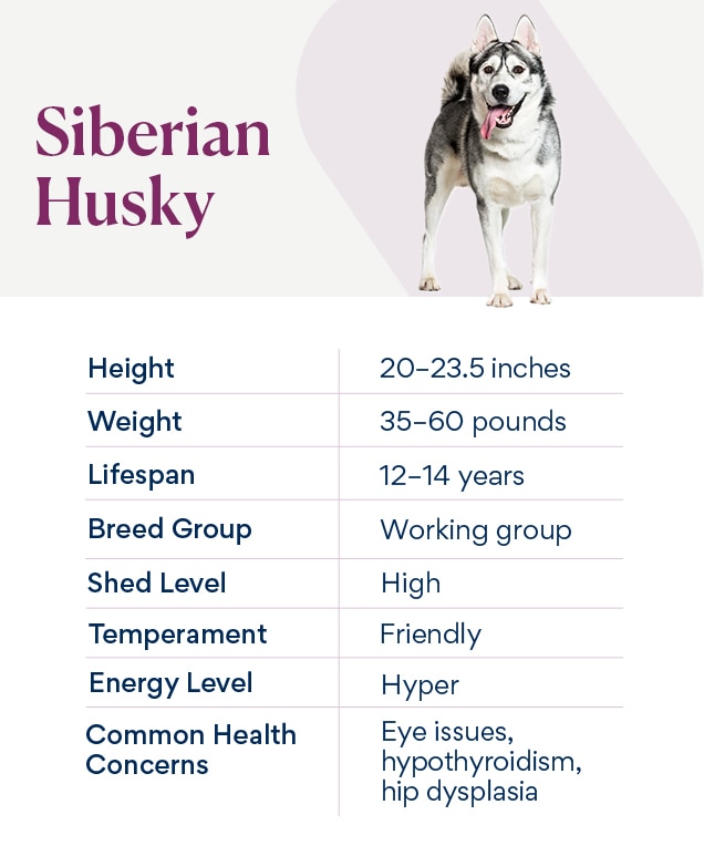 chart depicting siberian husky traits