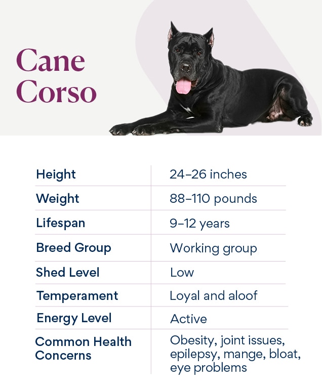 how big is a female cane corso? 2