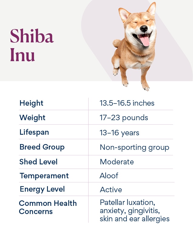 Best dog food shop for shiba inu puppies