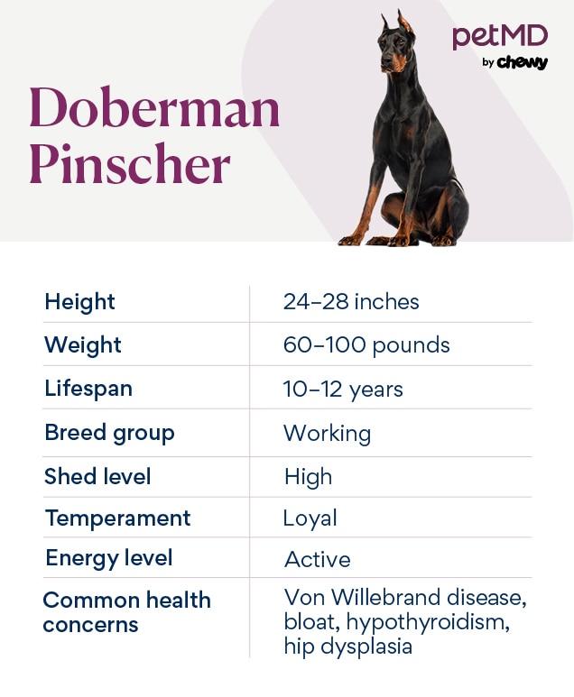 Doberman Pinscher Dog Breed Health and Care PetMD