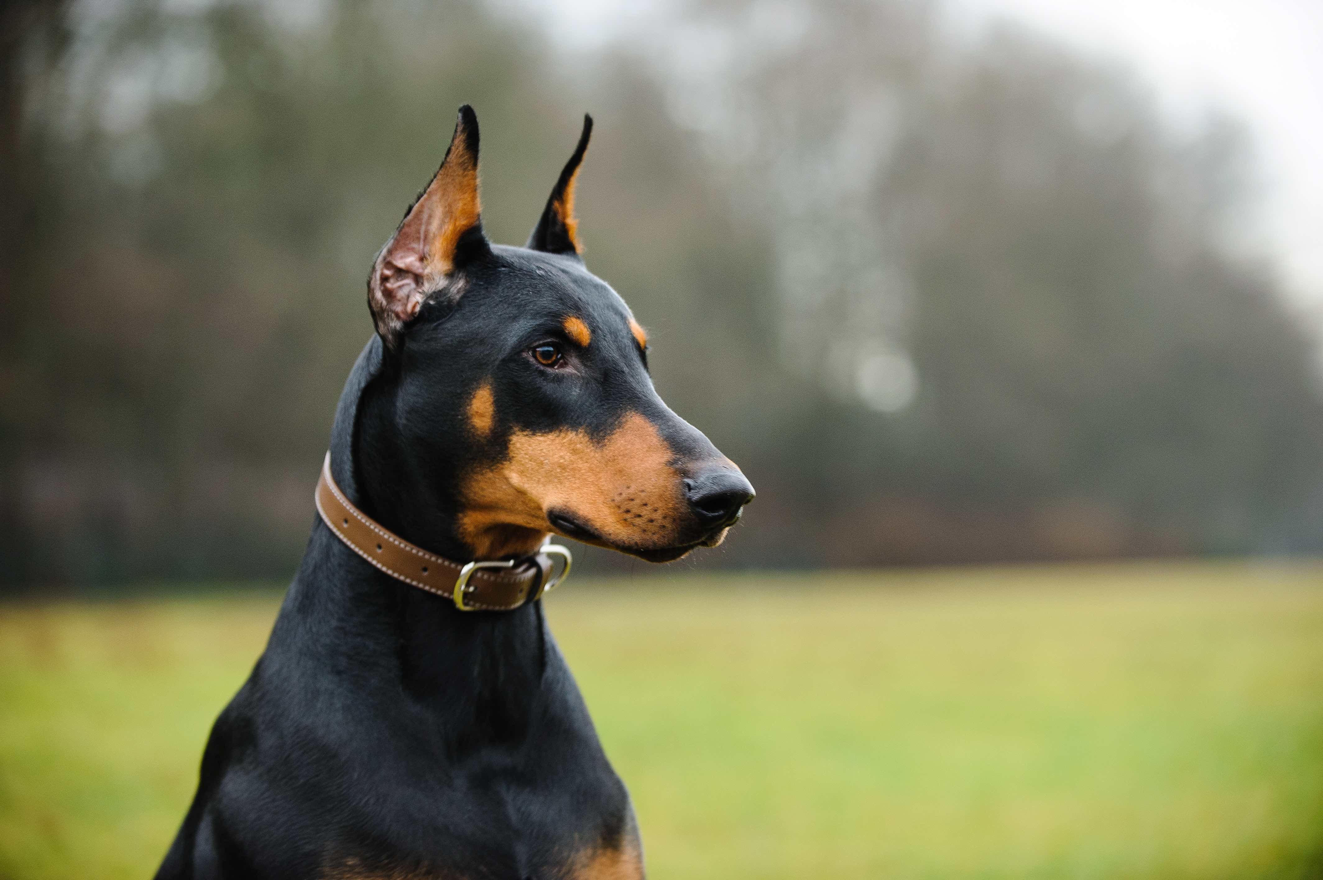 Gros plan d'un Doberman Pinscher à l'extérieur