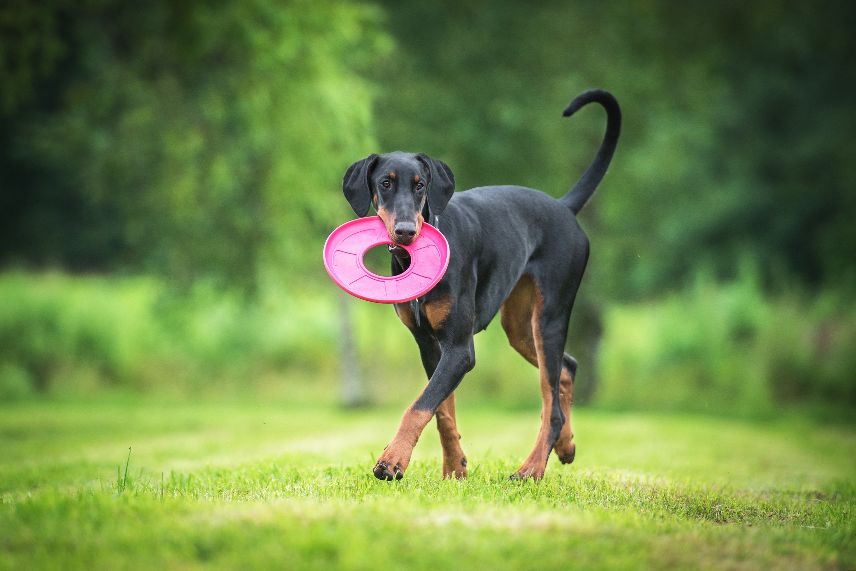 doberman pinscher with uncropped ears and an undocked tail with a frisbee in his mouth