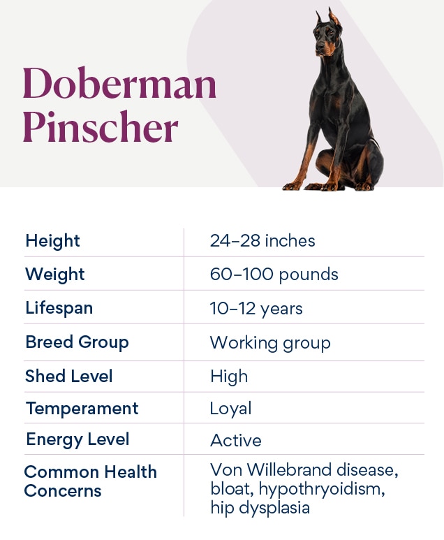 Puppy best sale of doberman