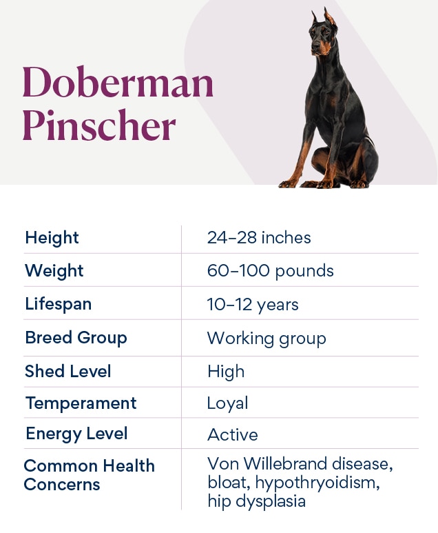 chart depicting doberman pinscher traits