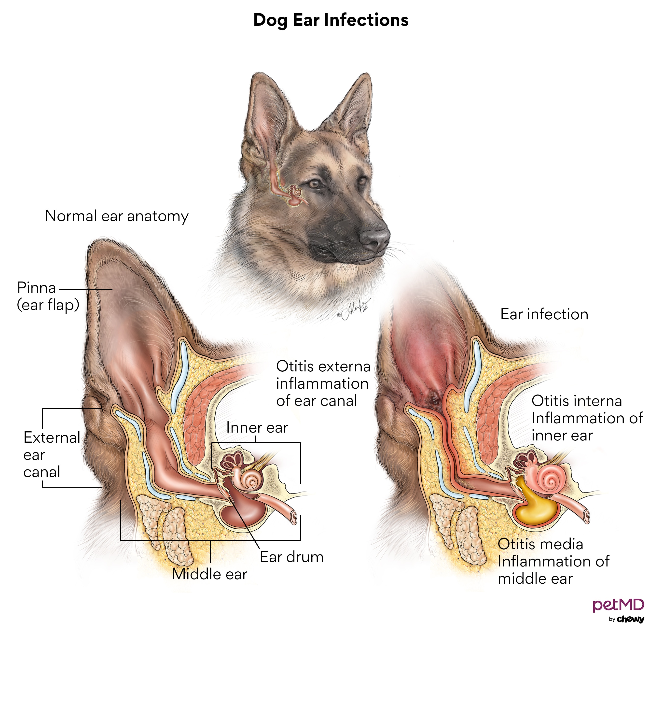 dog ear infections; a diagram of ear infections in dogs.