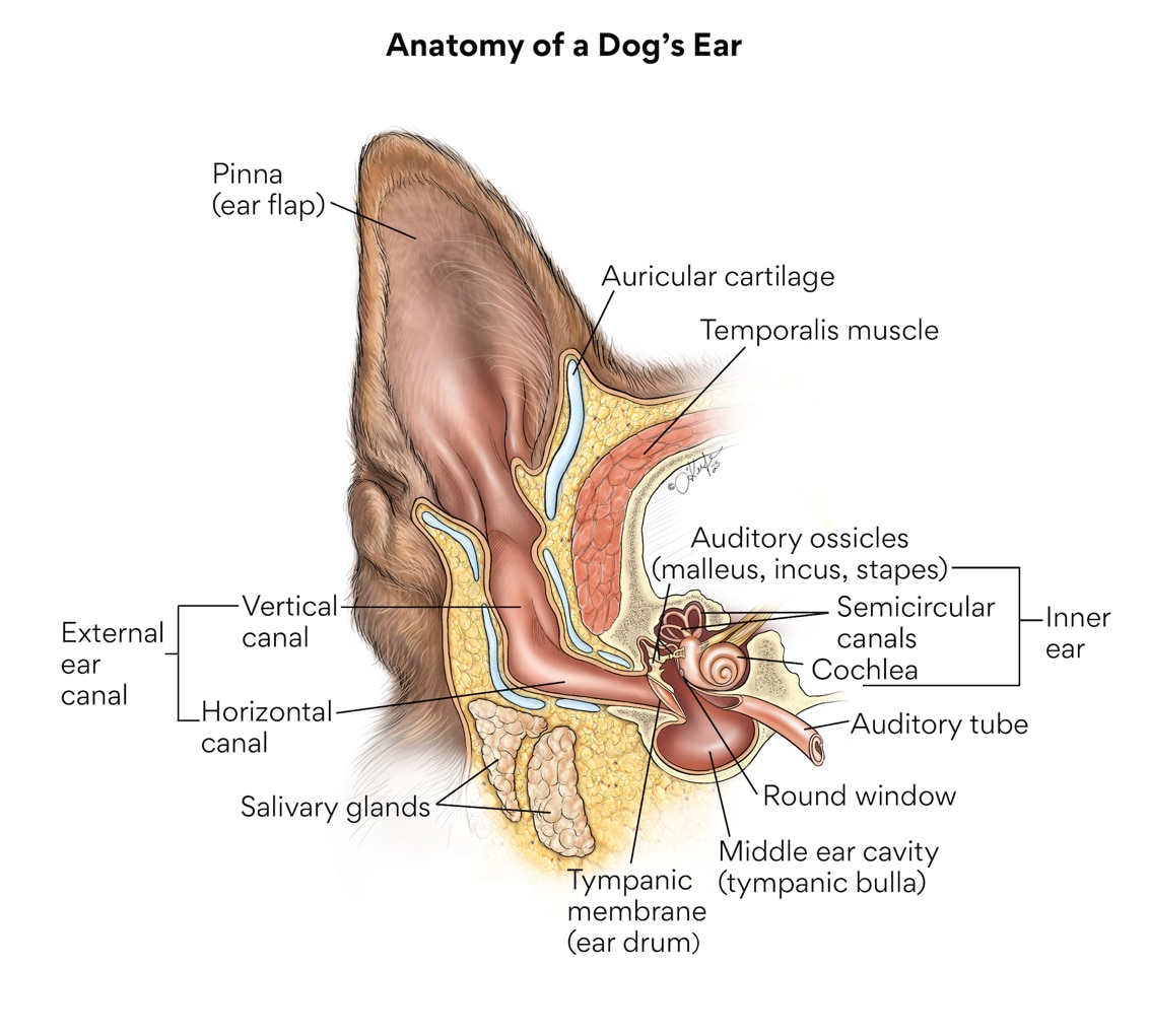 dog ear; the anatomy of a dog ear and what each part is called.