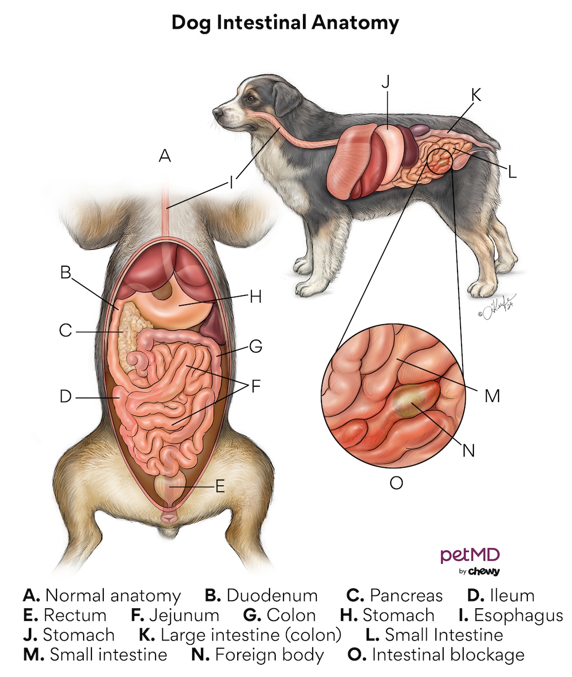 A diagram of dog intestines, and an intestinal blockage in dogs.