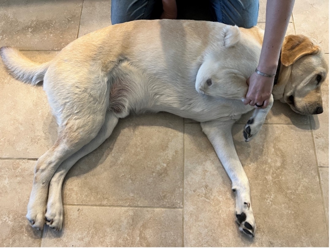 dog lying on side to find point over heart for dog cpr