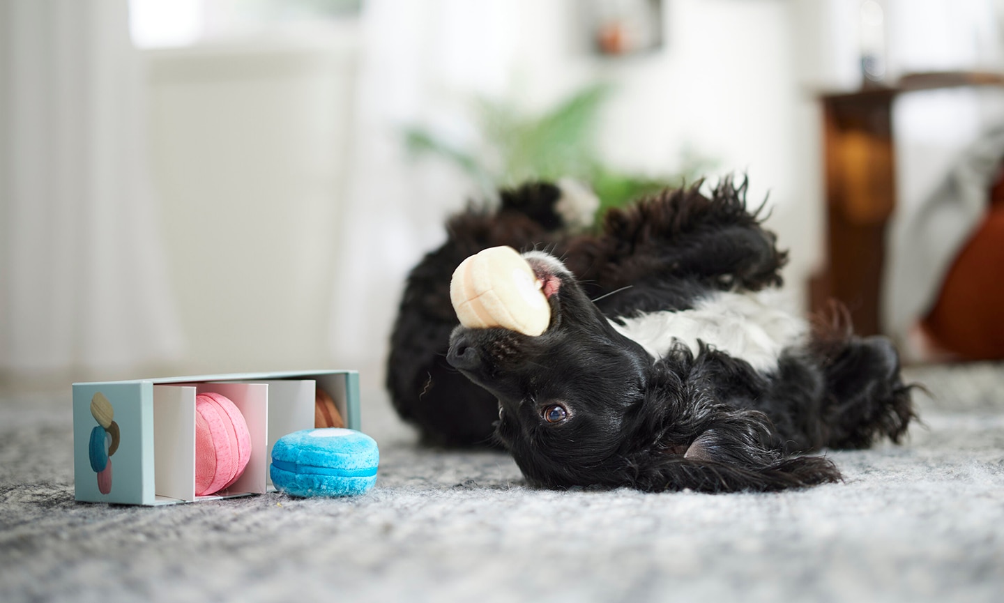 Why do dogs bring toys when they get home: Dog playing with macaron toy