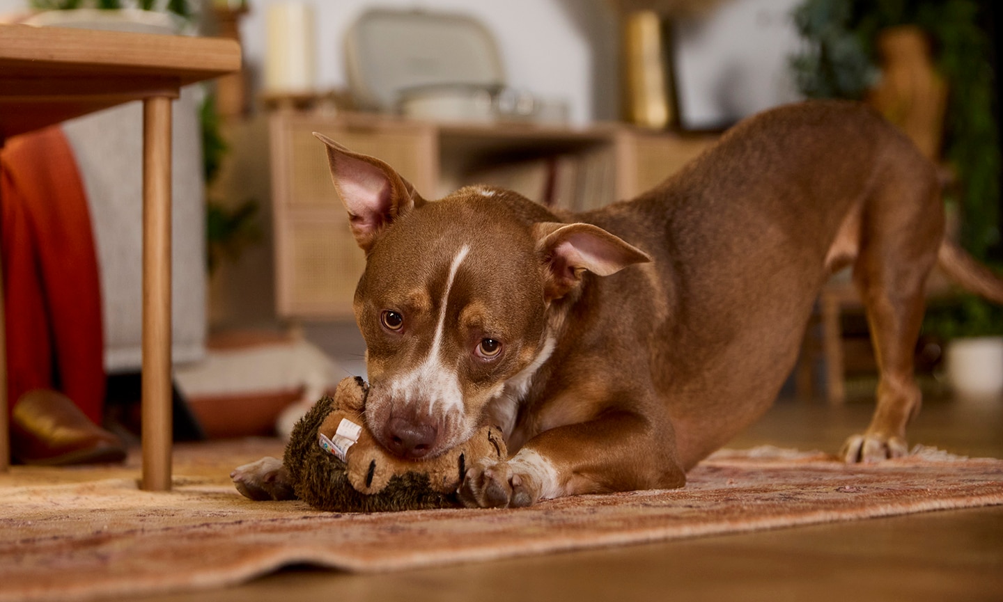 why do dogs bring you toys when you get home: dog playing with toy