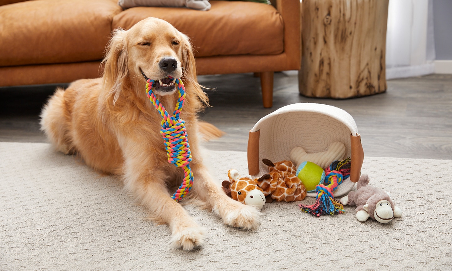 Why do dogs bring toys when they get home: Dog shows off Frisco toy