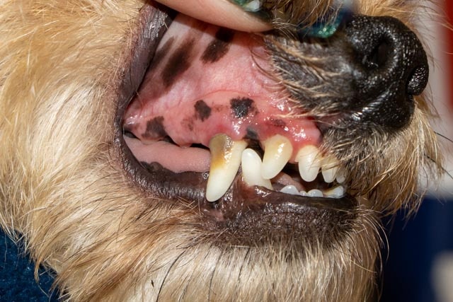 closeup of dog's mouth with red gums and tartar on teeth