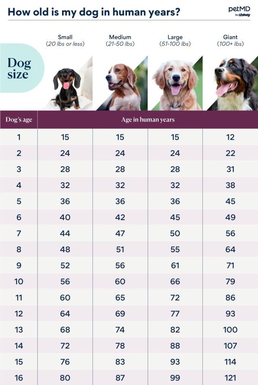 dog age chart to determine dog years to human years