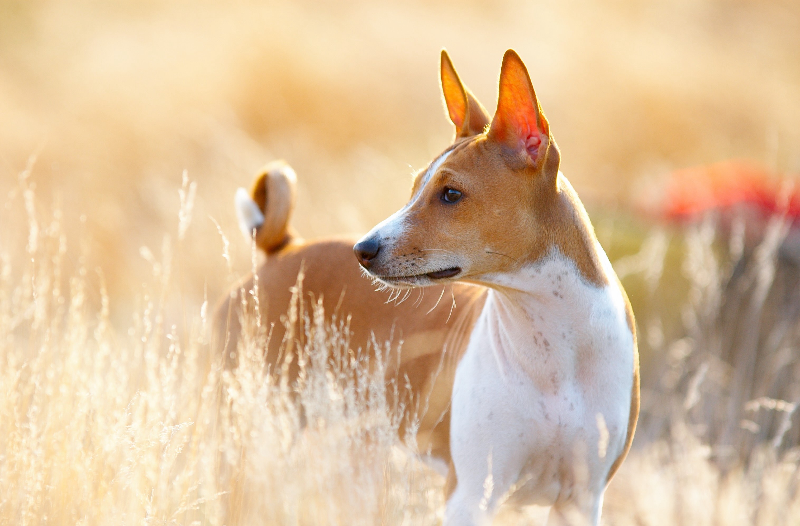 basenji dog in tall dry grass looking to the side