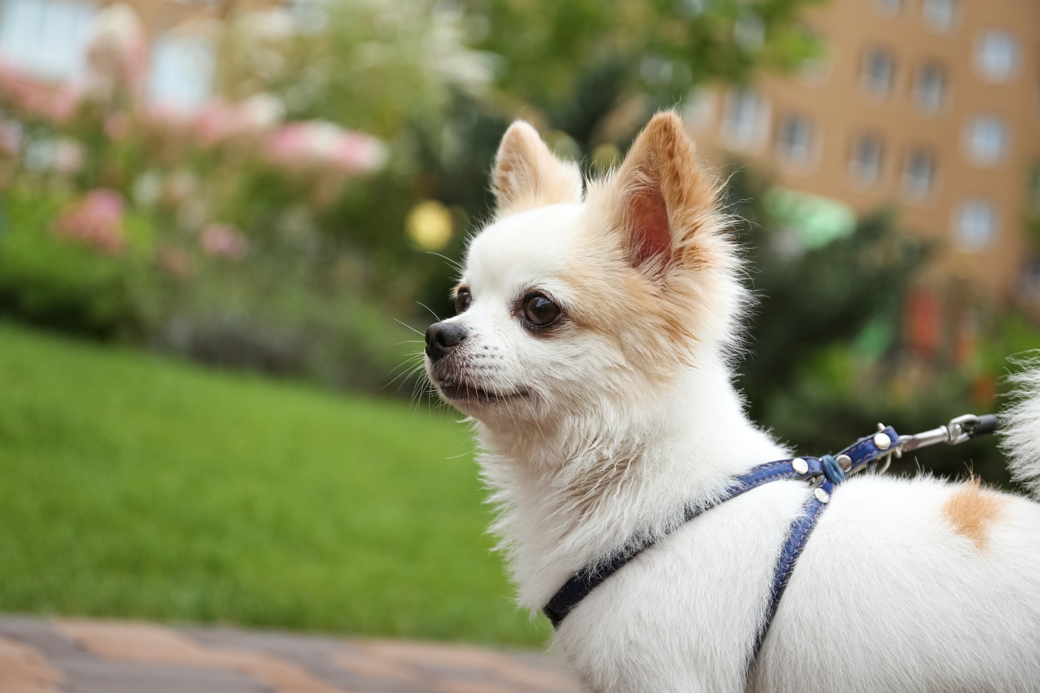 white chihuahua with brown spots on a walk