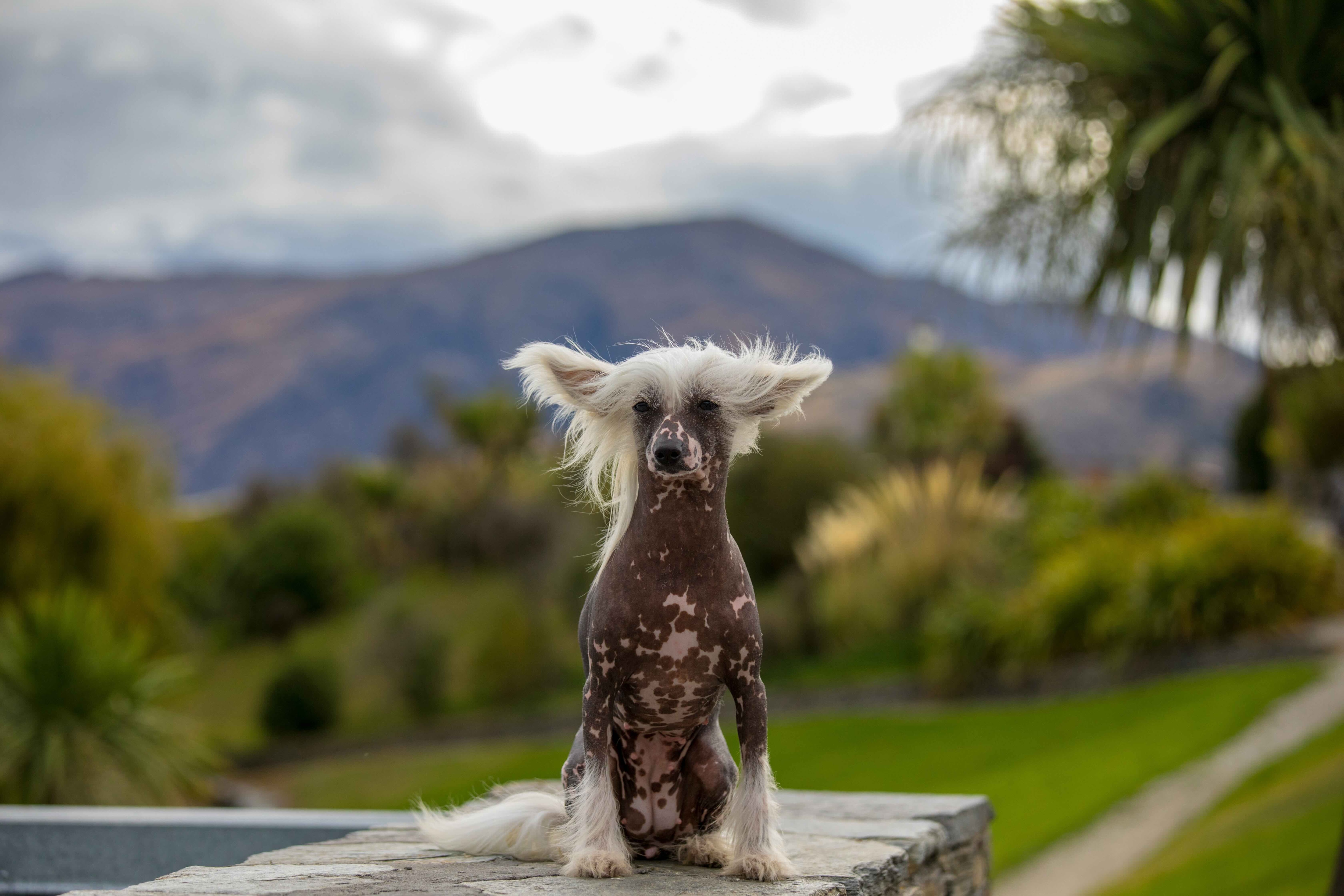 chinese crested sitting on a stone wall in front of a mountain