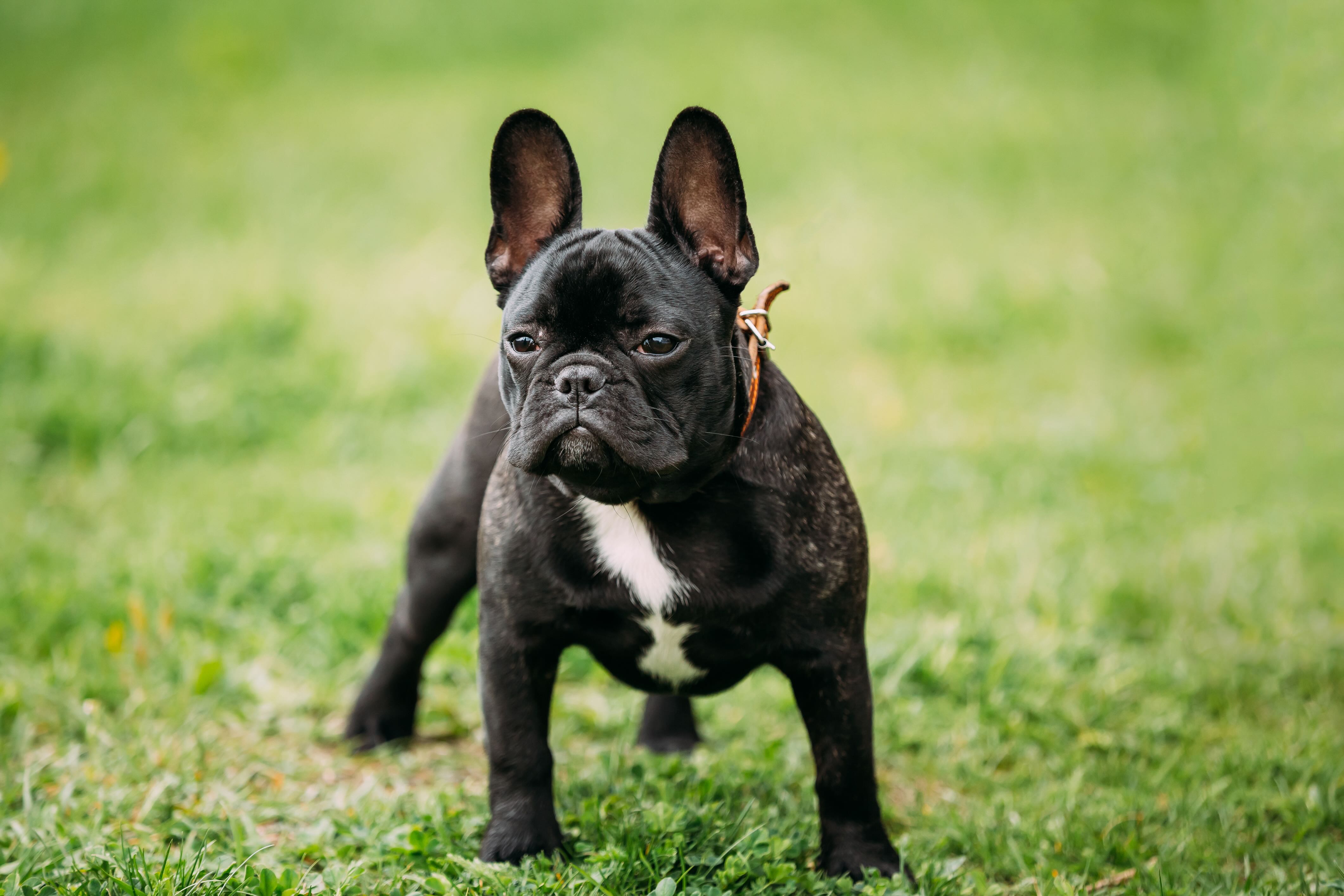 black brindle french bulldog